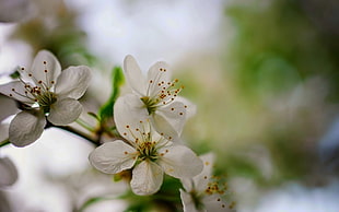 white 5-petaled flowers, nature, flowers, depth of field, closeup HD wallpaper