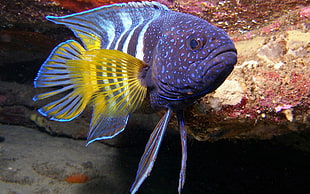 purple and white striped fish