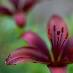macro photography of red petaled flower, lily