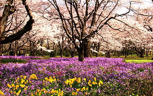garden of flower near cherry blossom tree