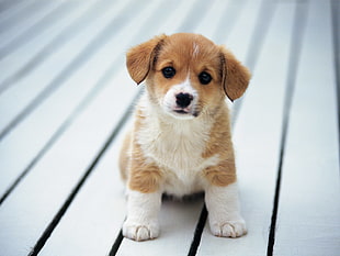 tilt shift lens photography of brown-and-white puppy HD wallpaper