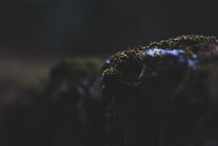 selective focus photo of moss, landscape, Bryan Carlson, moss, closeup