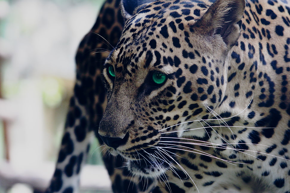 brown and black leopard HD wallpaper