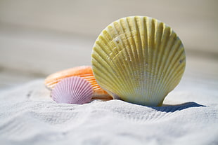 selective focus photography of seashell on white textile