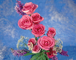 pink rose flowers HD wallpaper