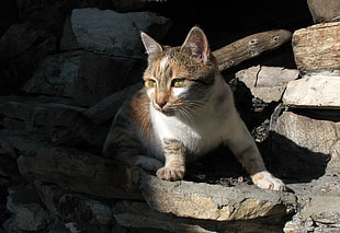 cat near grey rocks during daytime HD wallpaper
