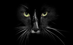 black cat's face, cat, feline, black HD wallpaper