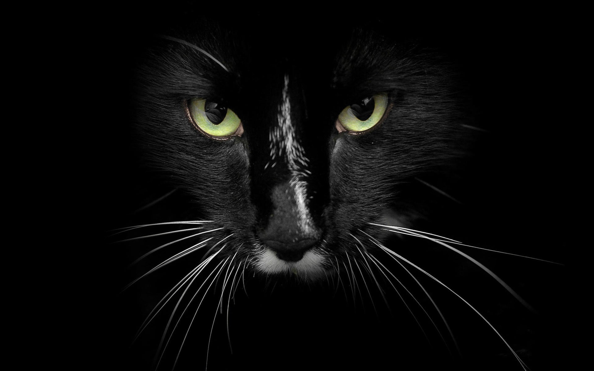 black cat's face, cat, feline, black