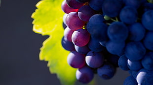 bunch of grapes, depth of field, grapes, fruit, plants