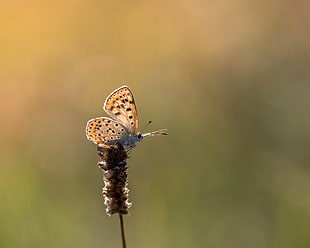 Common Blue butterfly perched on brown fountain grass
