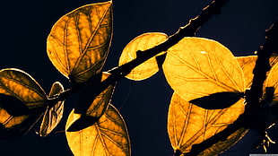 closeup photo of yellow leaves