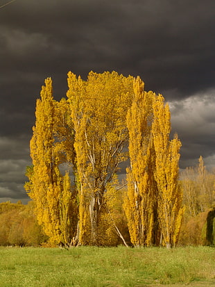 yellow leafed tree in green grass during cloudy weather