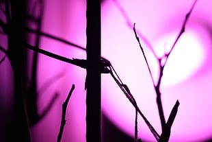 silhouette photography of twigs HD wallpaper