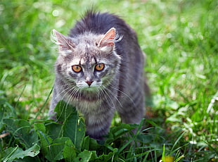 long-fur grey cat on green grass during daytime