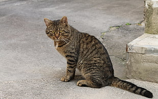 brown Tabby cat on the gray concrete floor