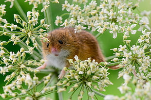 brown and white rodent on flower