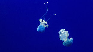 two blue-and-white Jelly Fish