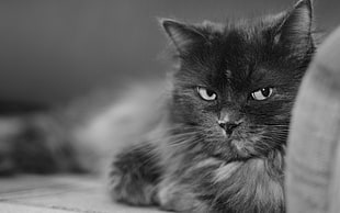 macroshot photo of gray cat