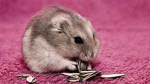 closeup photography of gray hamster eating sunflower seed
