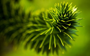 green plant photography HD wallpaper