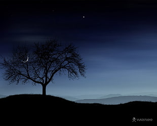bare tree, landscape