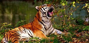 orange and white tiger HD wallpaper