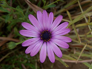 purple petaled flower, flowers, nature, purple flowers