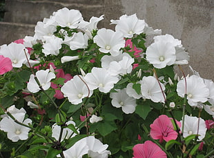 white and pink flowers HD wallpaper