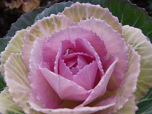 pink and green Flowering Cabbage close-up photo