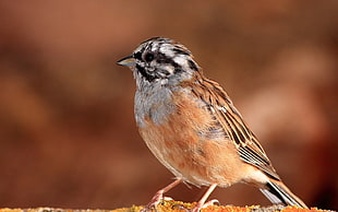 shallow focus photography of brown black and gray short-beak bird HD wallpaper