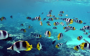 shoal of yellow-white-and-black cichlid, nature HD wallpaper