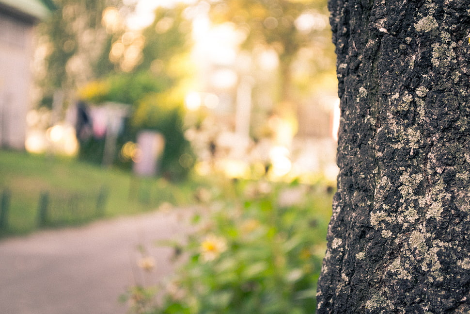 Bark,  Trunk,  Tree,  Macro HD wallpaper