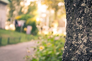 Bark,  Trunk,  Tree,  Macro HD wallpaper