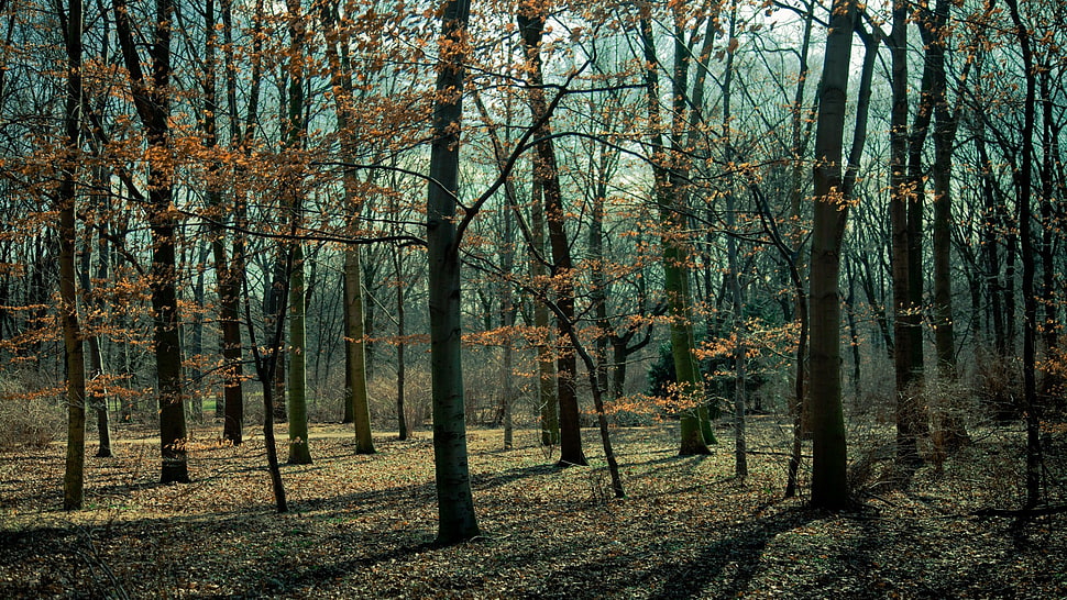 withered trees, trees, forest HD wallpaper