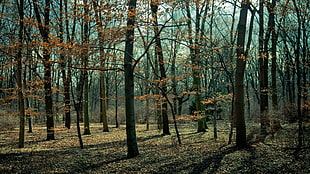 withered trees, trees, forest