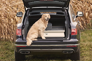 yellow Labrador retriever on SUV trunk