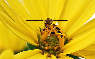 yellow and black bee on yellow Daisy flower