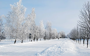 inline trees with snow photo