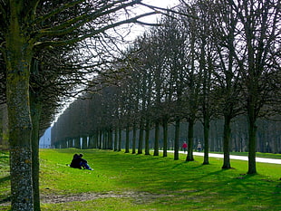person sitting of green grass with bare trees near road during daytime