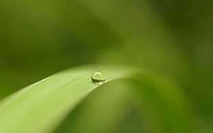 micro photography of water dew on green leaf
