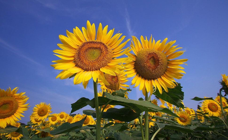 yellow Sunflower field closeup photo under blue sky HD wallpaper