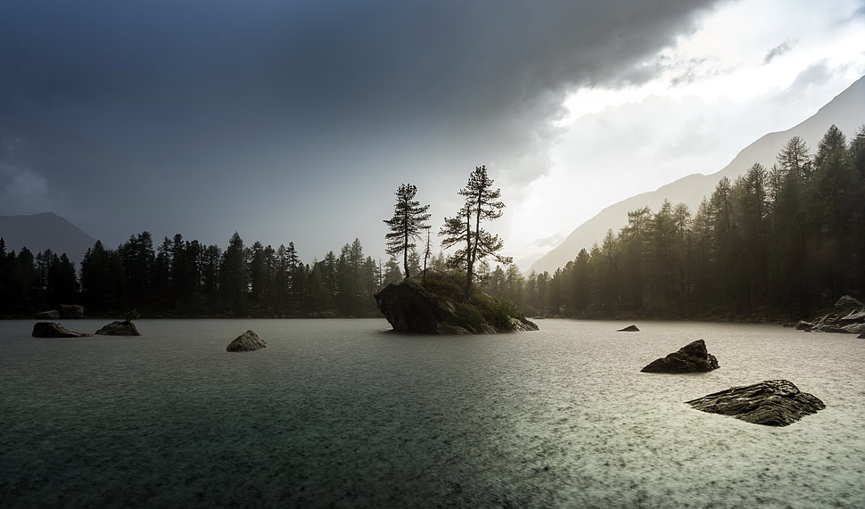 green leafed trees, nature, landscape, water, trees HD wallpaper