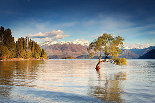body of water, landscape, nature, trees, New Zealand