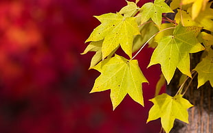depth of field photography of yellow leaves