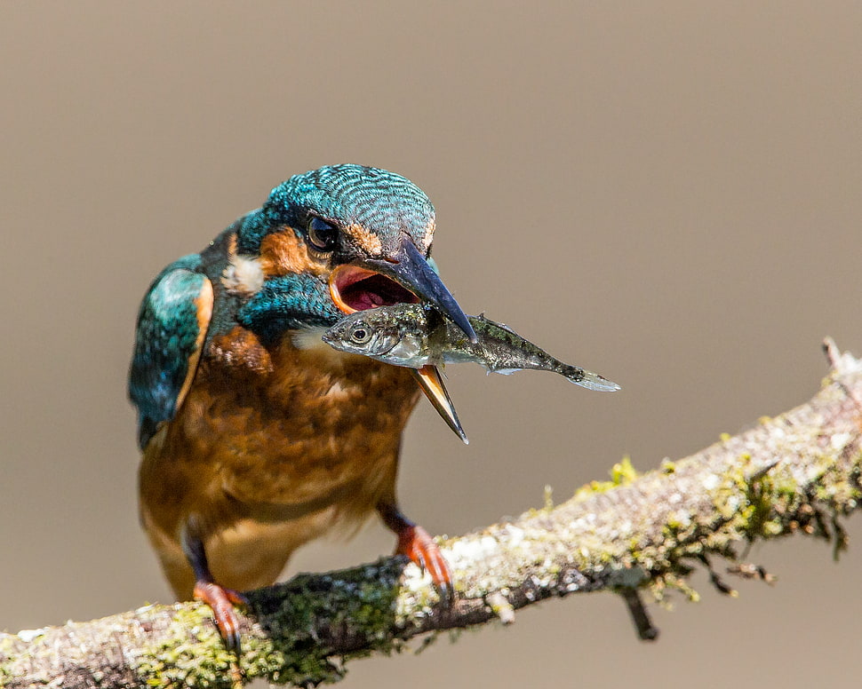 wildlife photography of kingfisher HD wallpaper
