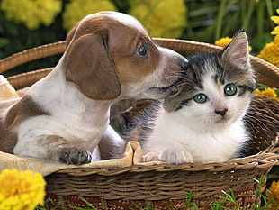 shorted coated tan and white puppy kissing the calico cat