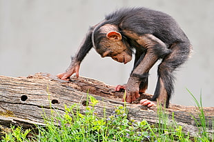 selective focus photo of chimpanzee on brown tree log