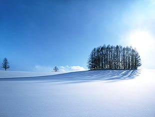 trees on snow field, white, blue, trees, snow