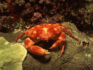 red and white crab, sea, underwater, sea anemones, coral HD wallpaper