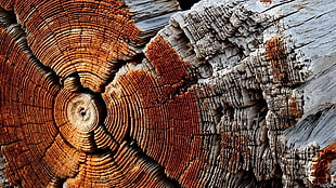 gray wooden tree bark, nature, wooden surface, wood, texture HD wallpaper